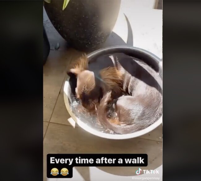 ダックスフンド,動画