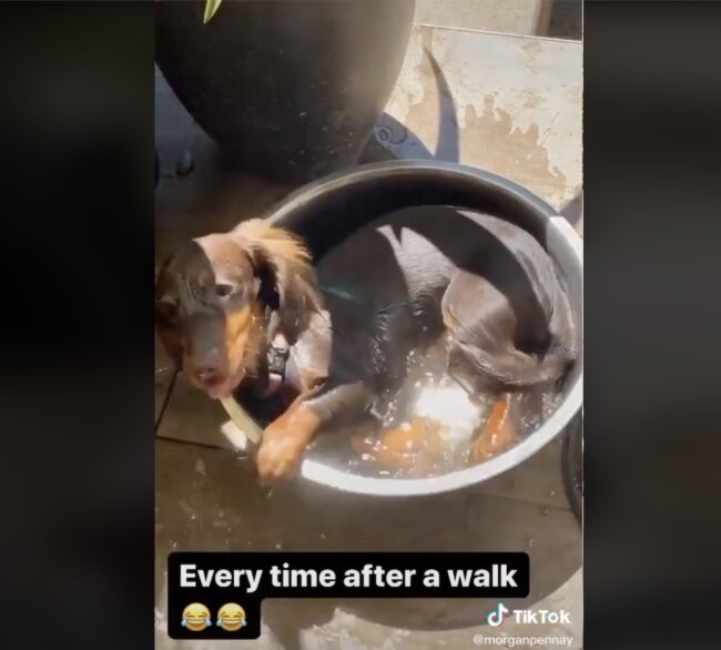 ダックスフンド,動画