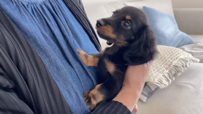 ダックスフンド,動画