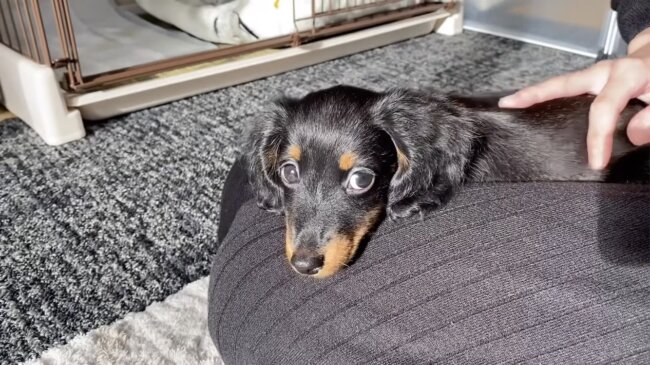 ダックスフンド,動画