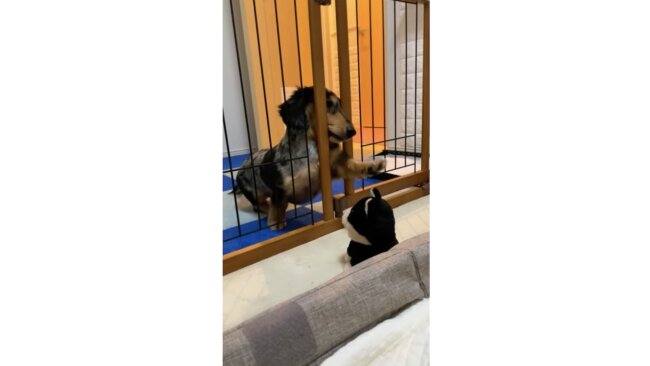 ダックスフンド,動画