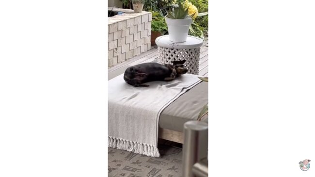 ダックスフンド,動画