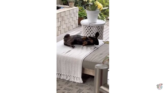 ダックスフンド,動画