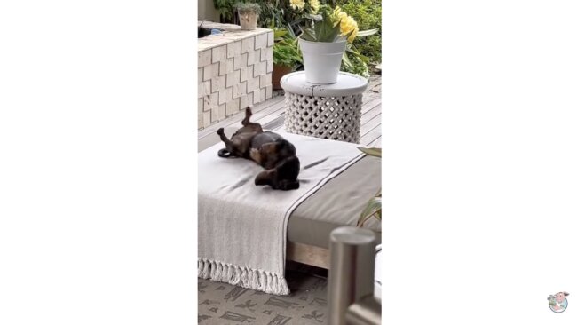 ダックスフンド,動画