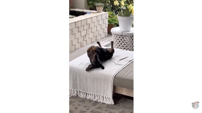 ダックスフンド,動画