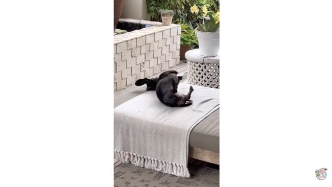 ダックスフンド,動画