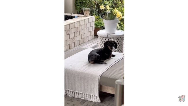 ダックスフンド,動画