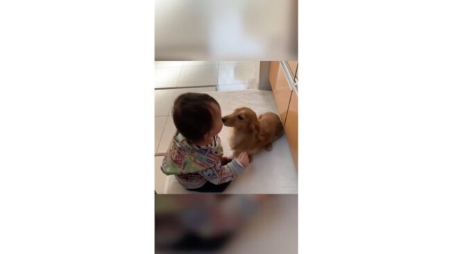 ダックスフンド,動画