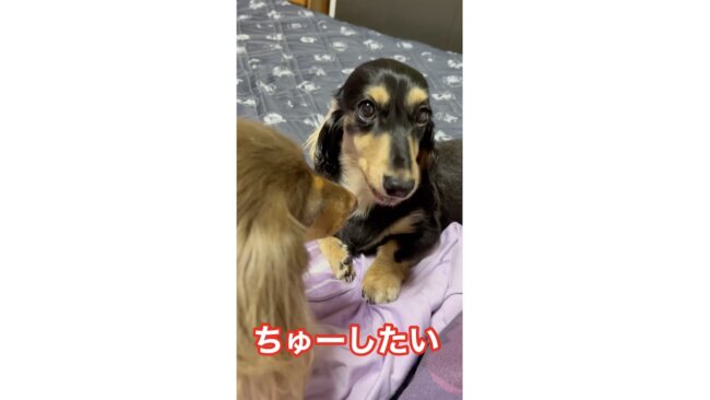 ダックスフンド,動画