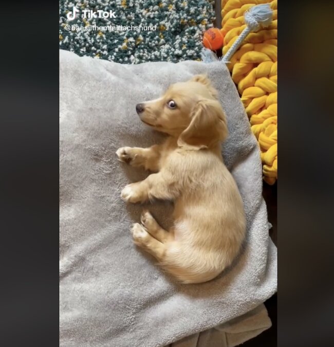 ダックスフンド,動画