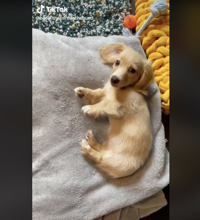 ダックスフンド,動画