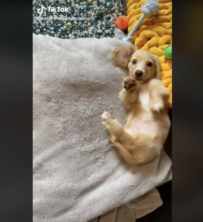 ダックスフンド,動画