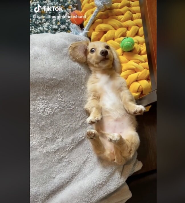 ダックスフンド,動画