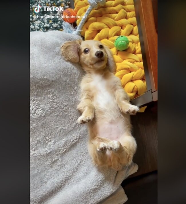 ダックスフンド,動画