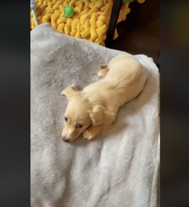 ダックスフンド,動画