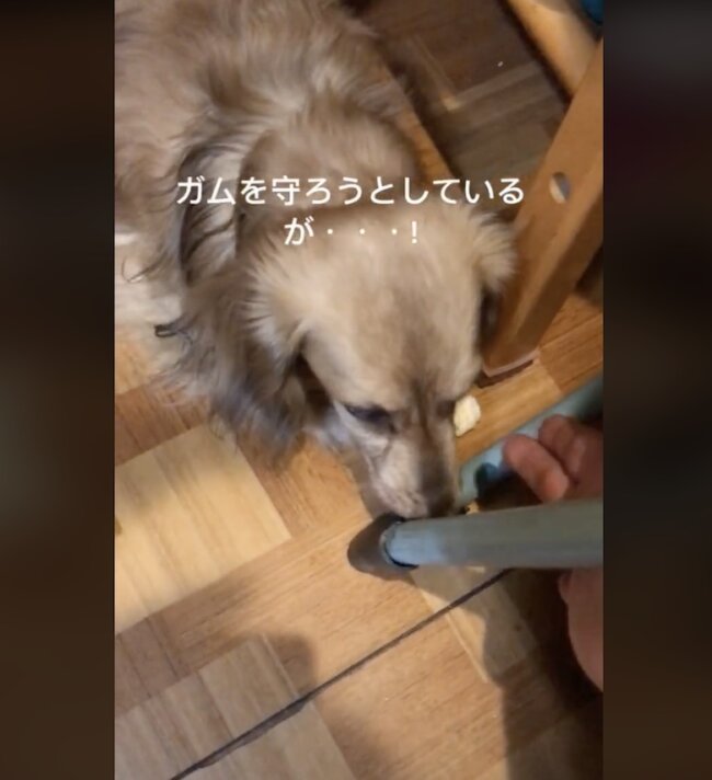 ダックスフンド,動画