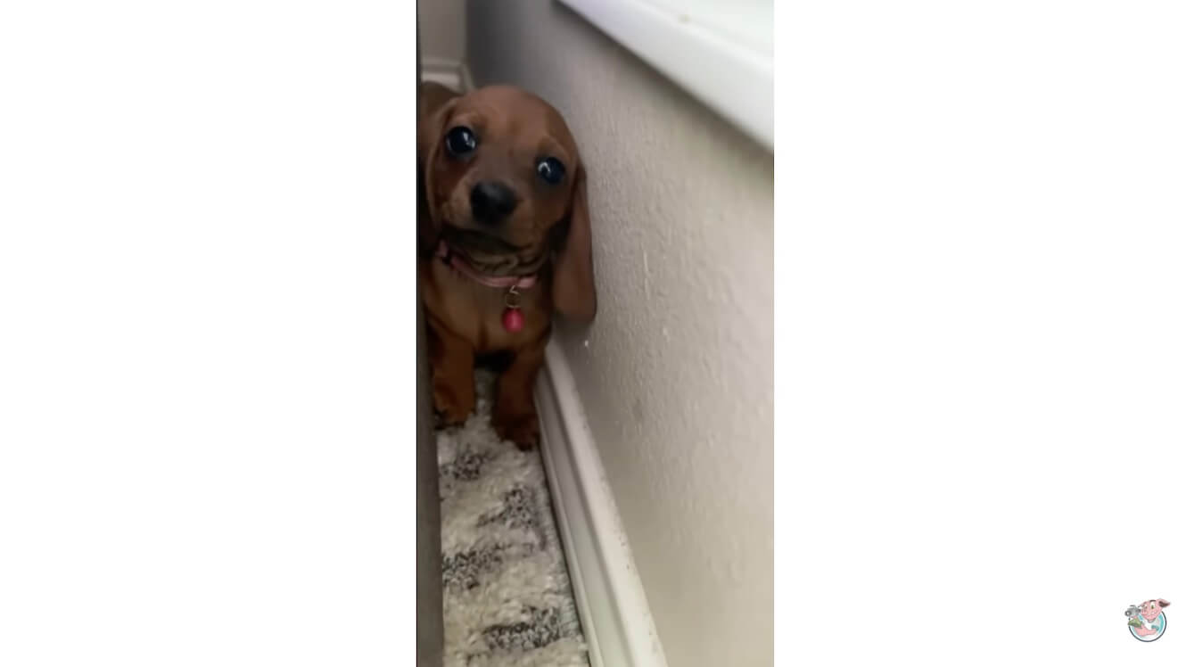 ダックスフンド,動画