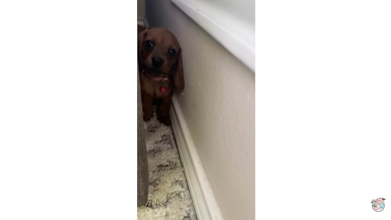 ダックスフンド,動画