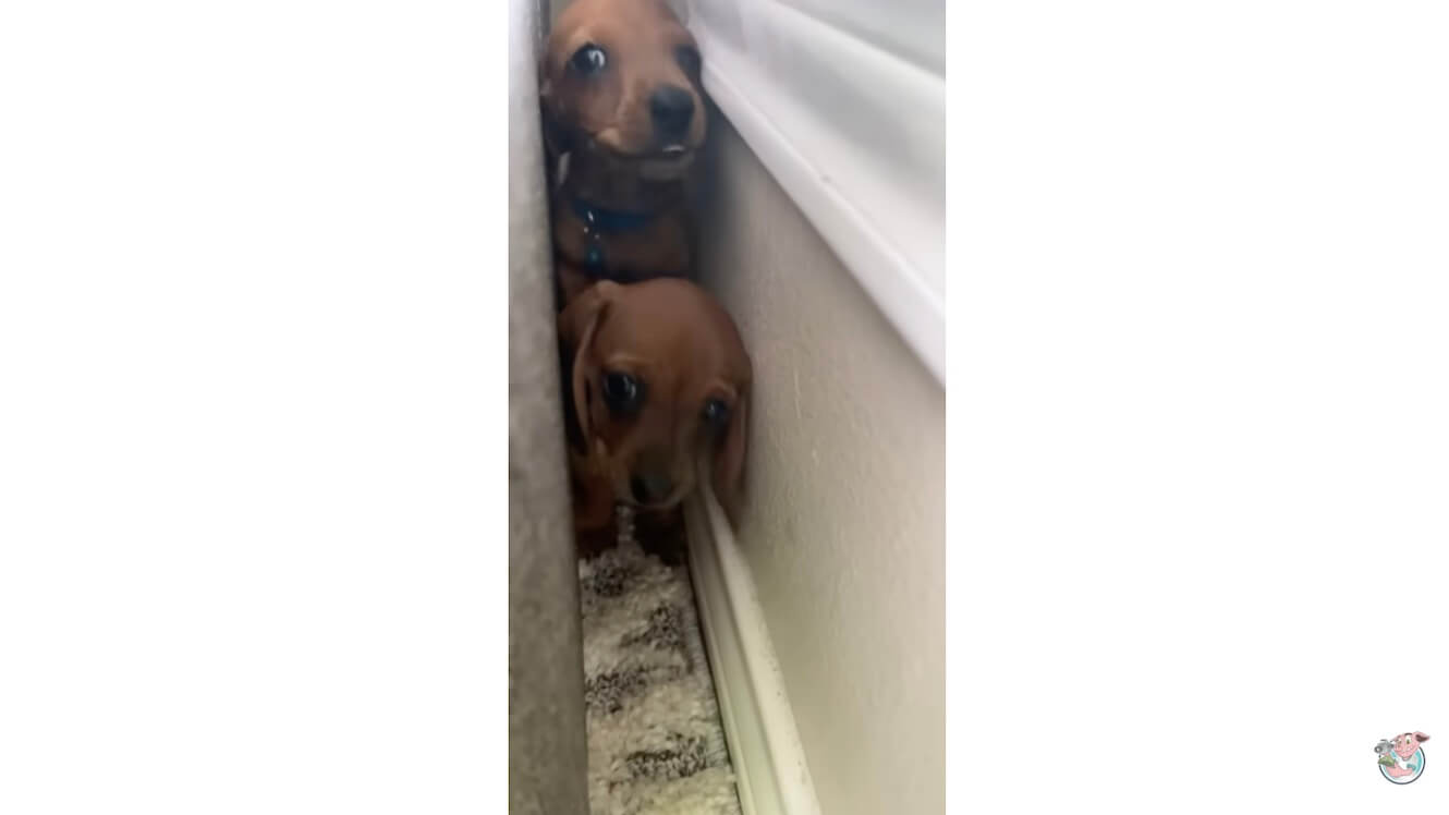 ダックスフンド,動画