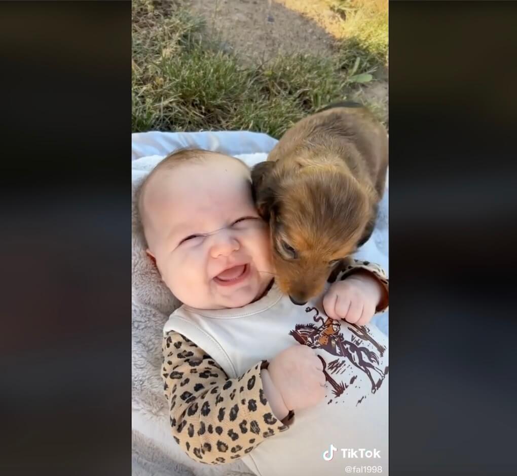 ダックスフンド,動画