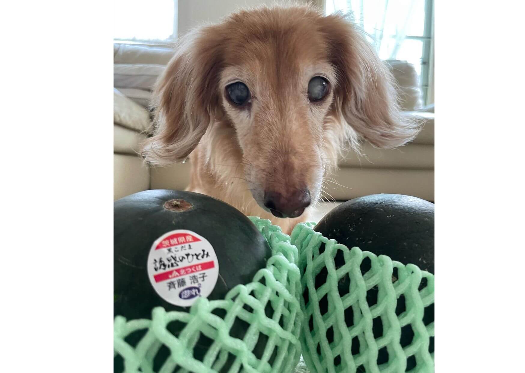 ダックスとすいか