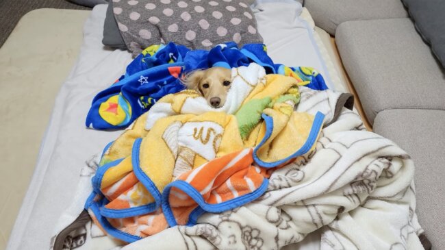 ダックスフンド,動画