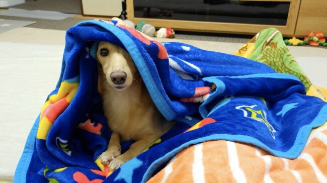 ダックスフンド,動画