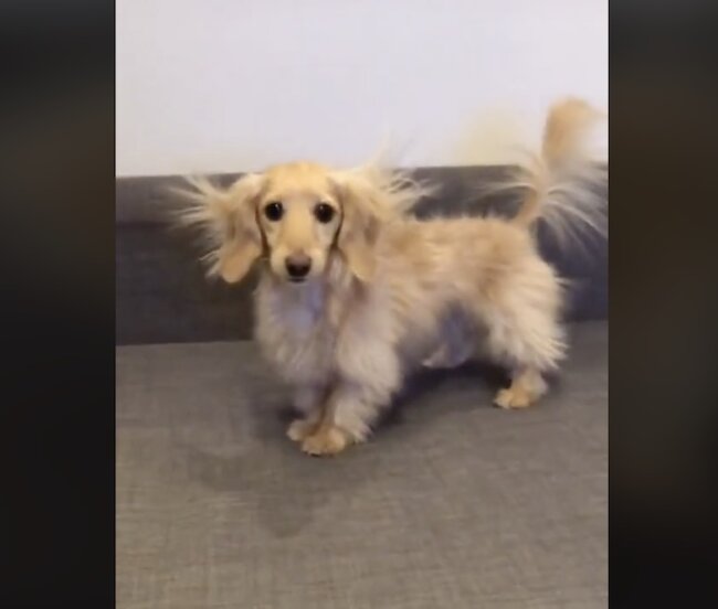 ダックスフンド,動画