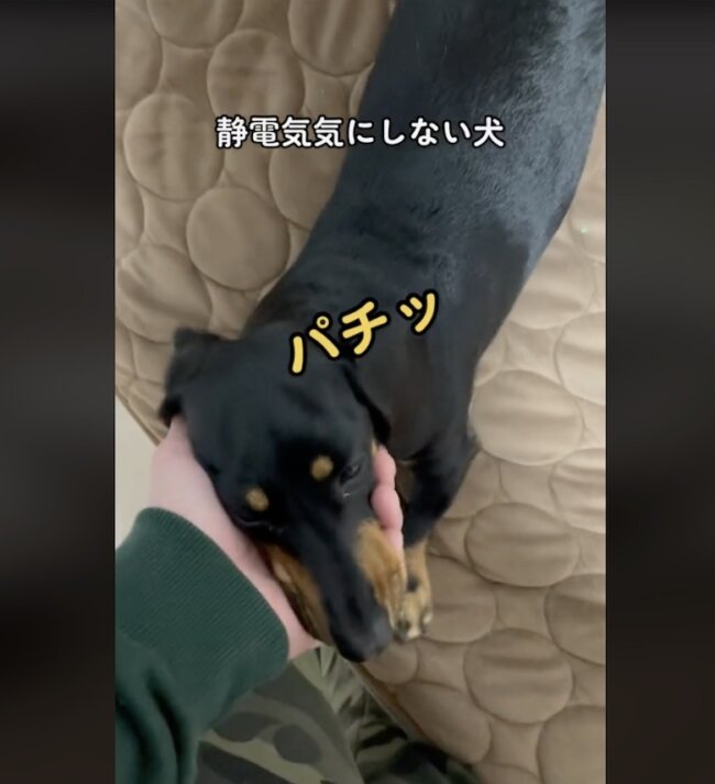 ダックスフンド,動画