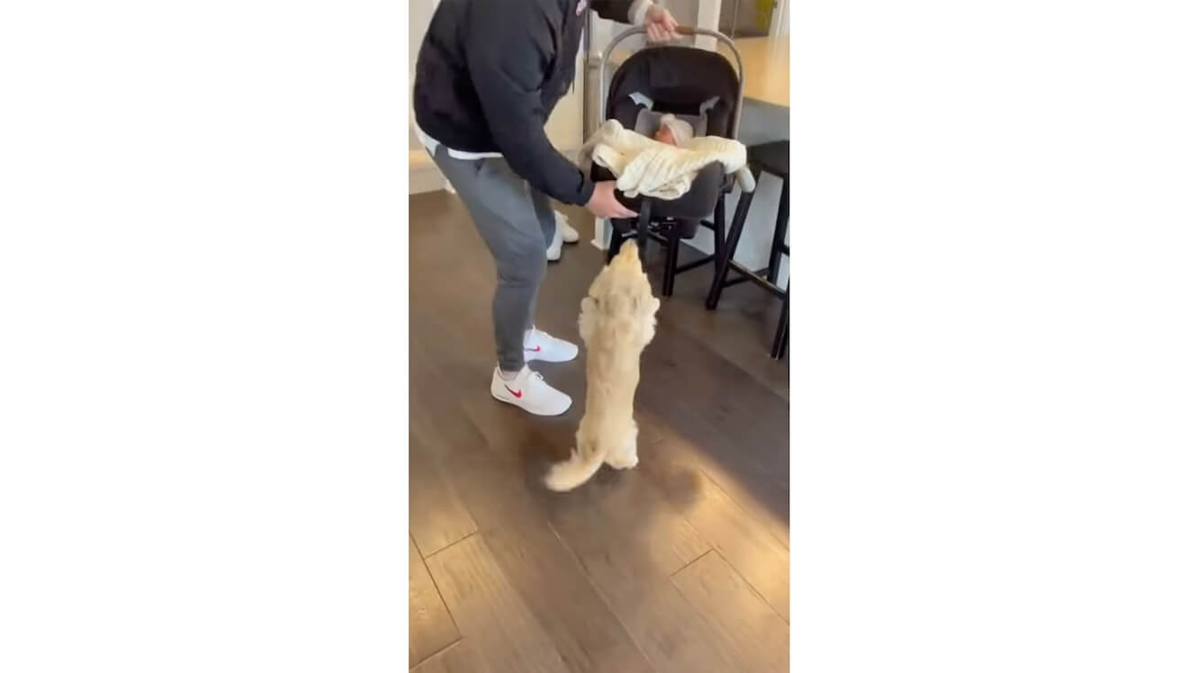 ダックスフンド,動画