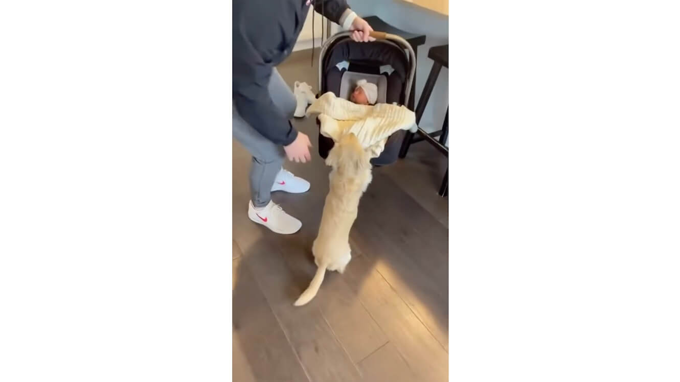 ダックスフンド,動画