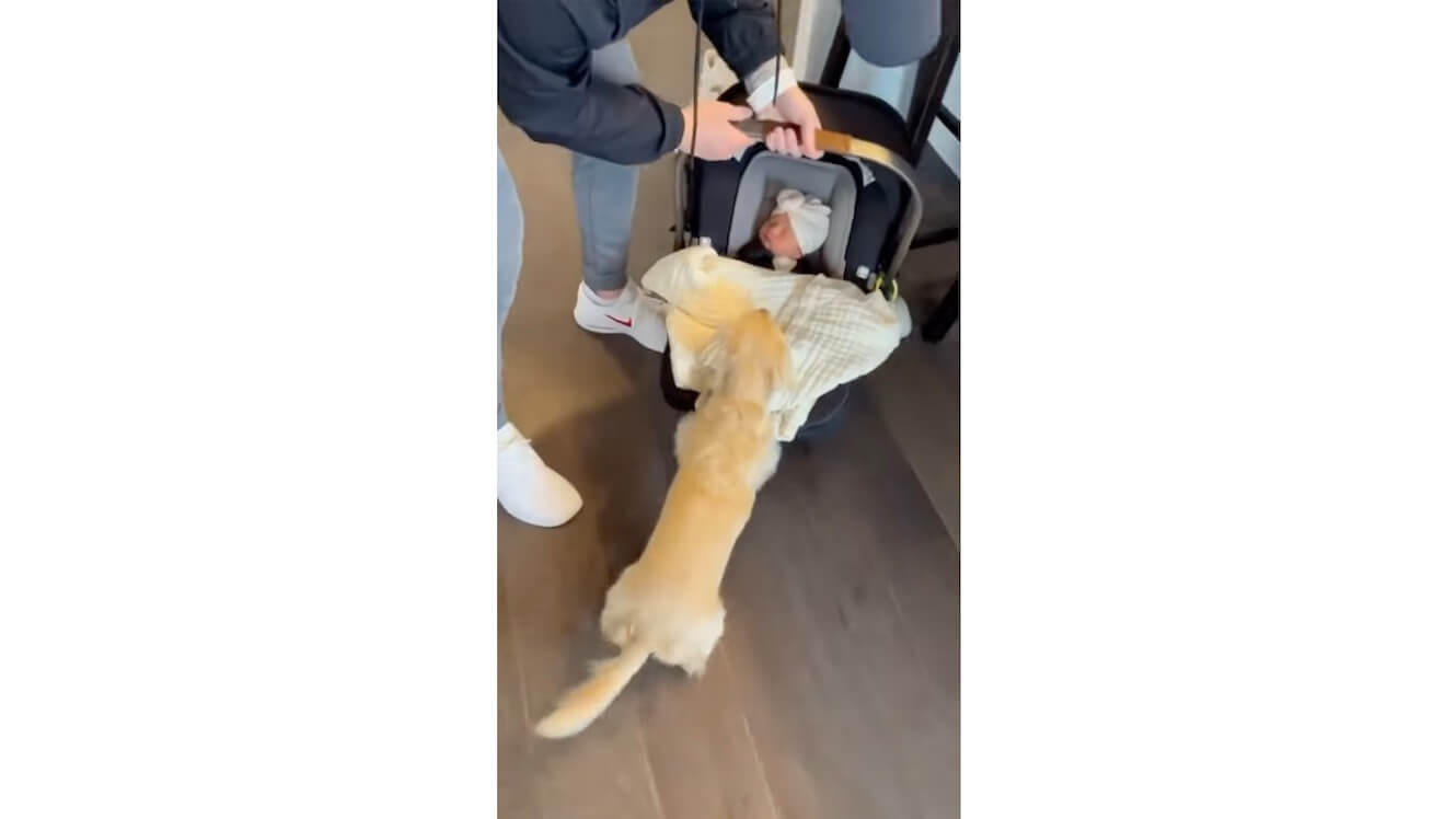 ダックスフンド,動画