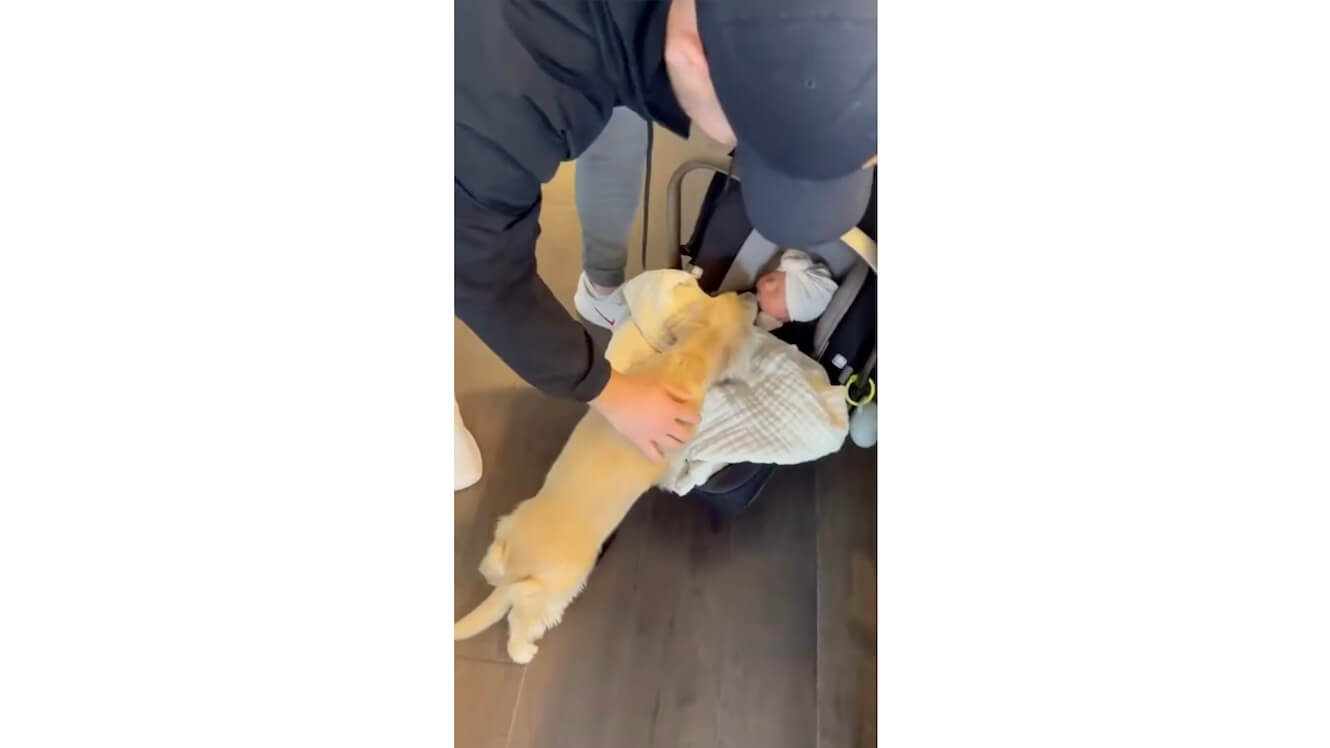 ダックスフンド,動画