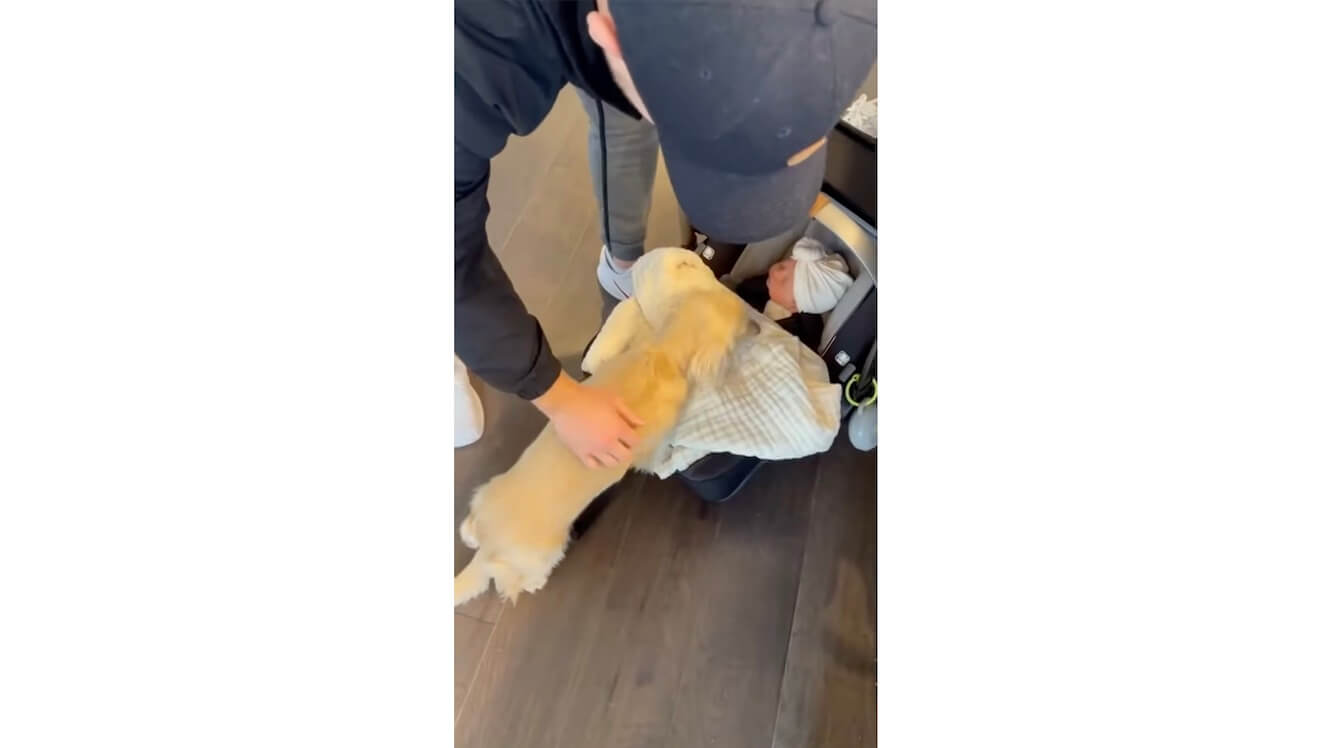 ダックスフンド,動画