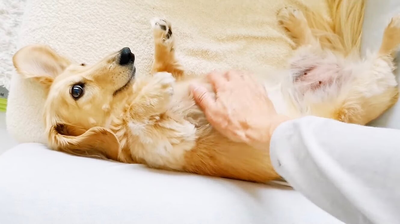 ダックスフンド,動画