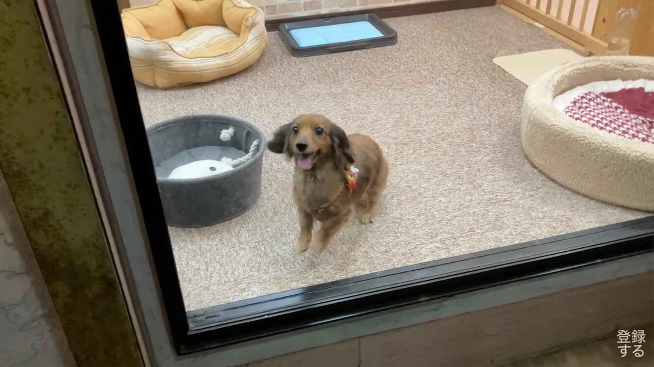 ダックスフンド,動画