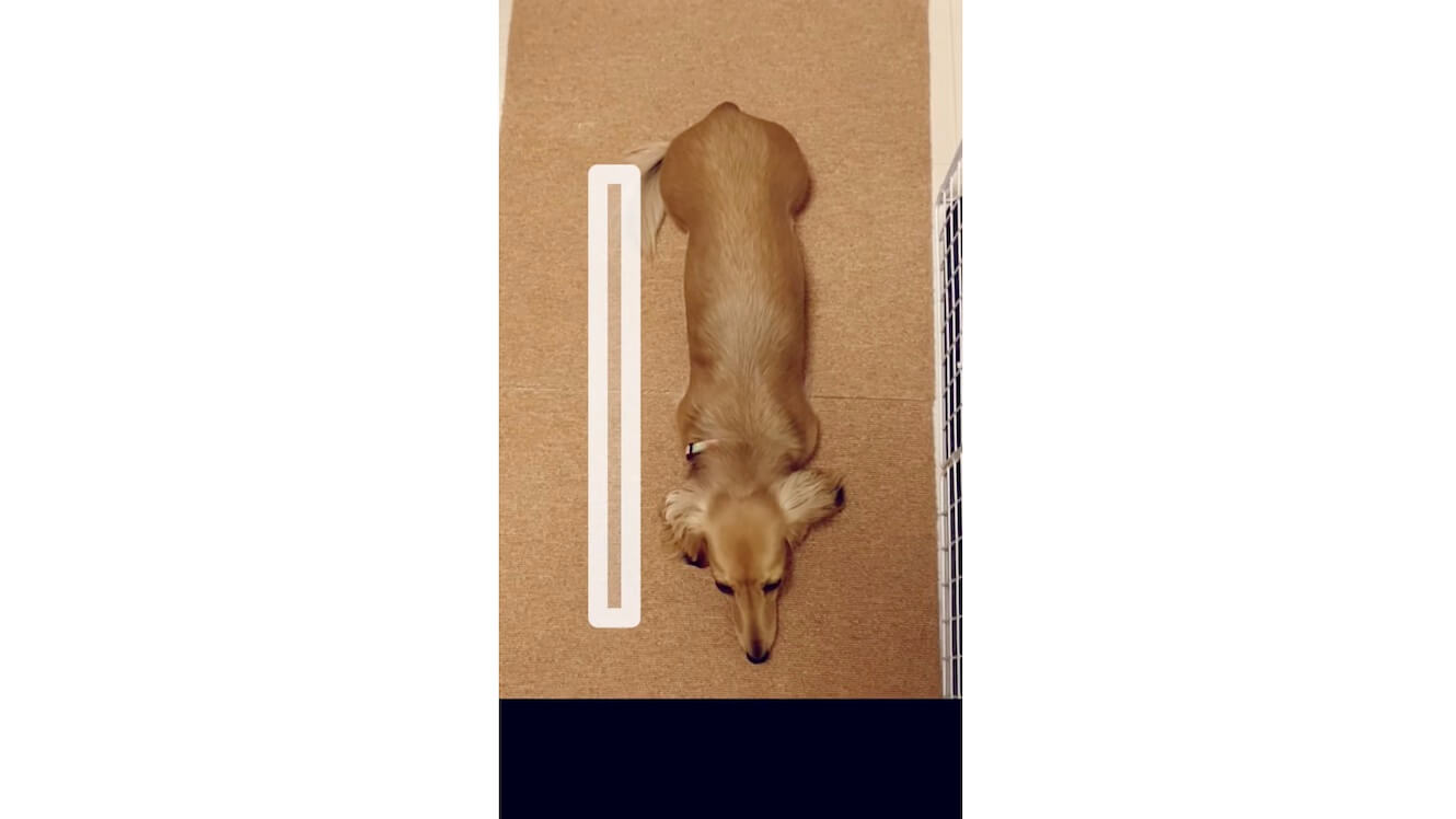 ダックスフンド,動画