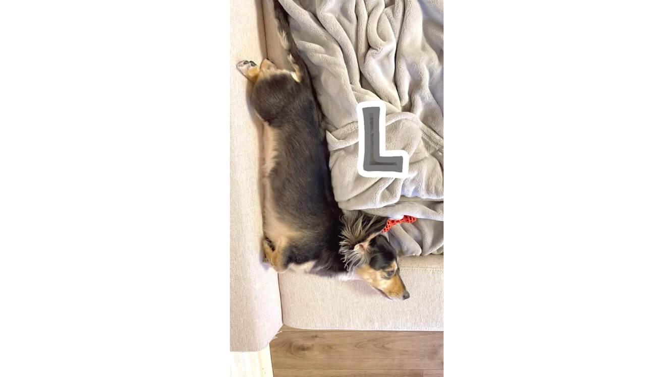 ダックスフンド,動画