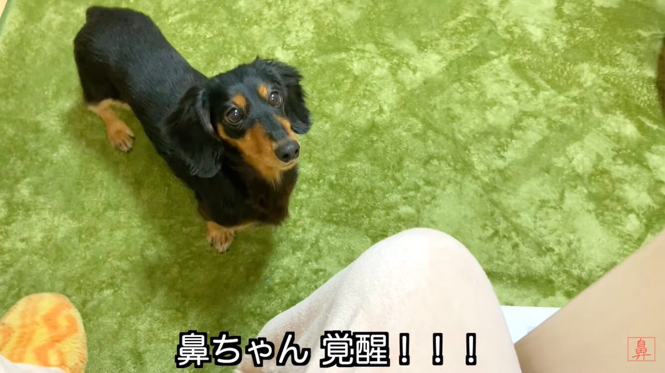 ダックスフンド,動画