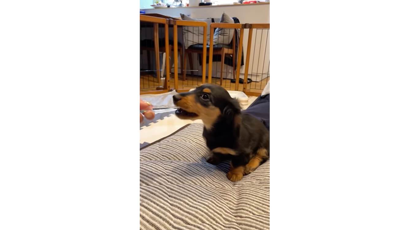 ダックスフンド,動画