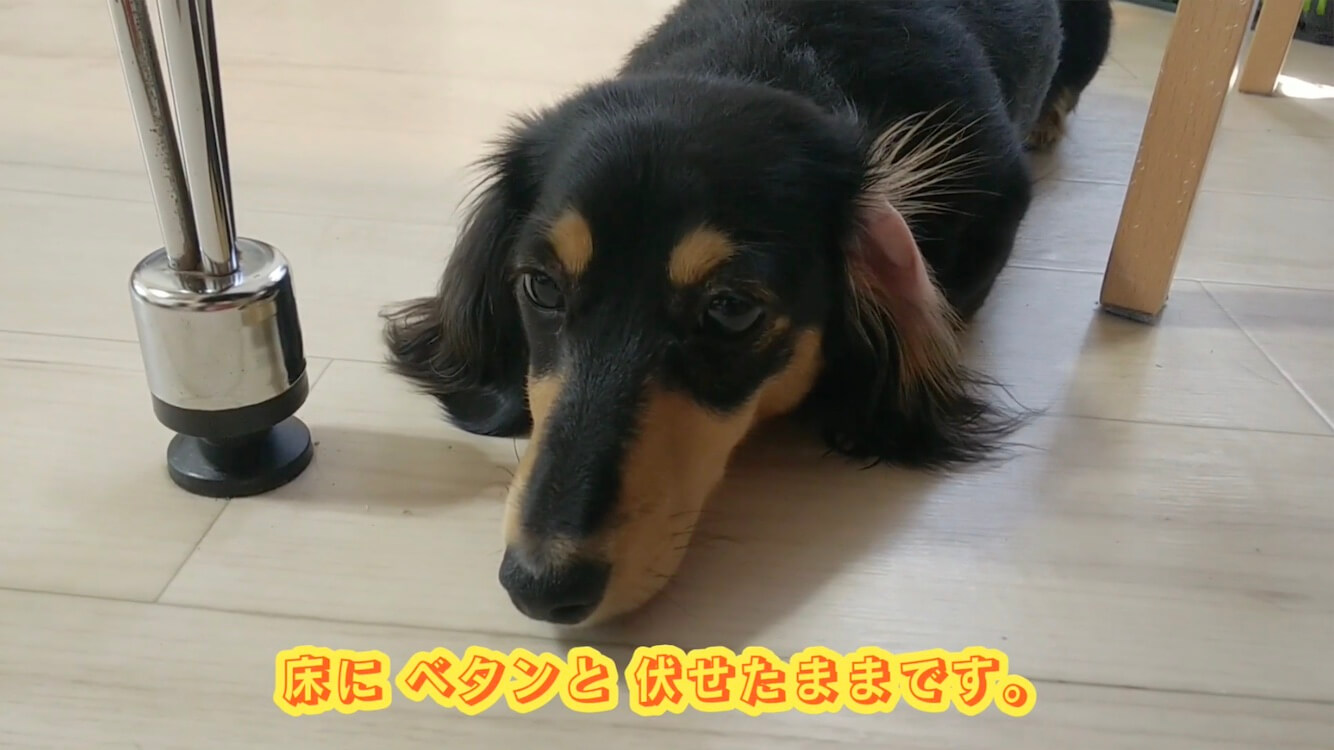 ダックスフンド,動画