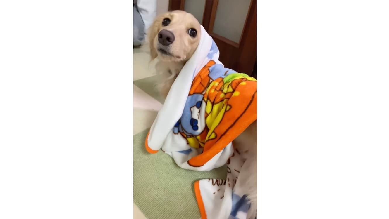 ダックスフンド,動画