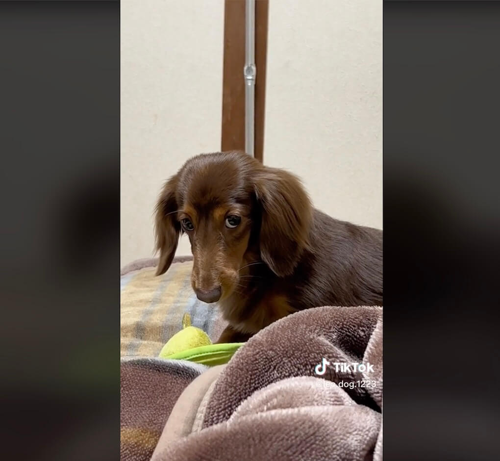 ダックスフンド,動画