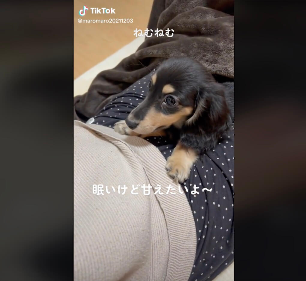 ダックスフンド,動画