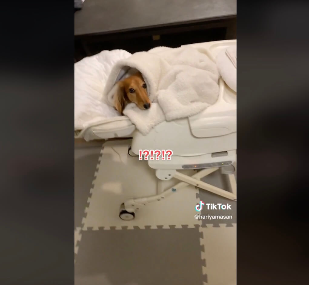 ダックスフンド,動画