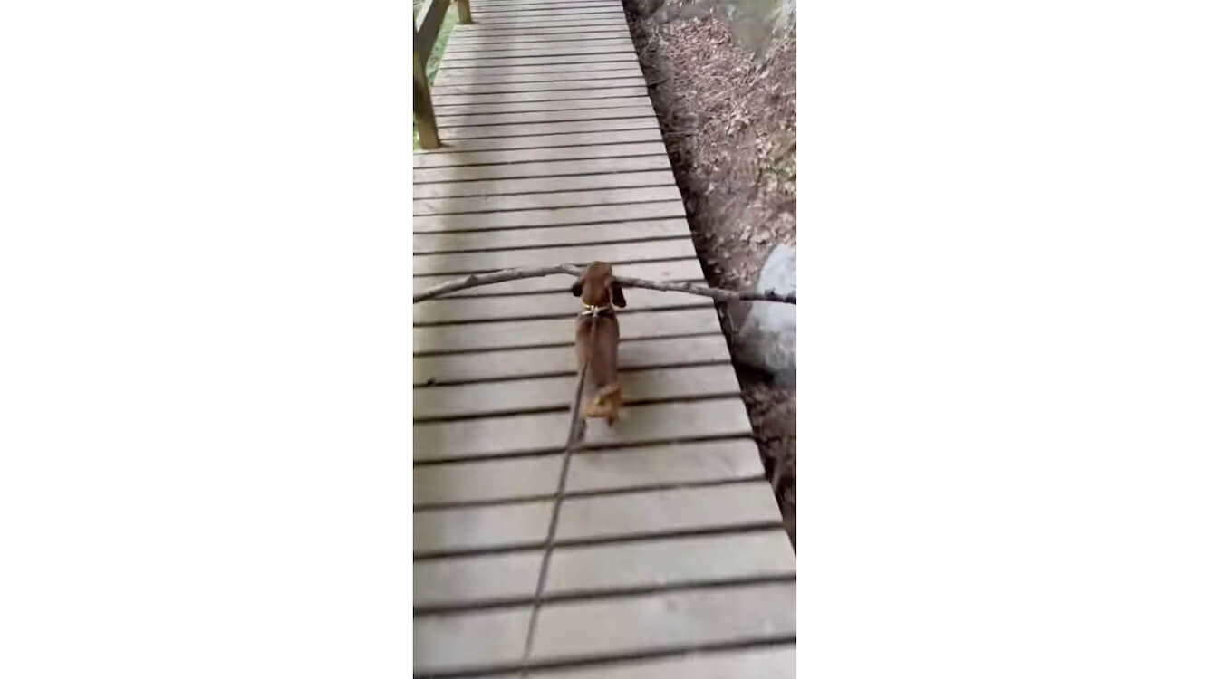 ダックスフンド,動画