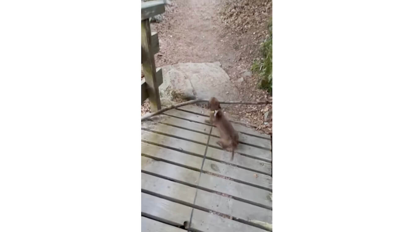 ダックスフンド,動画