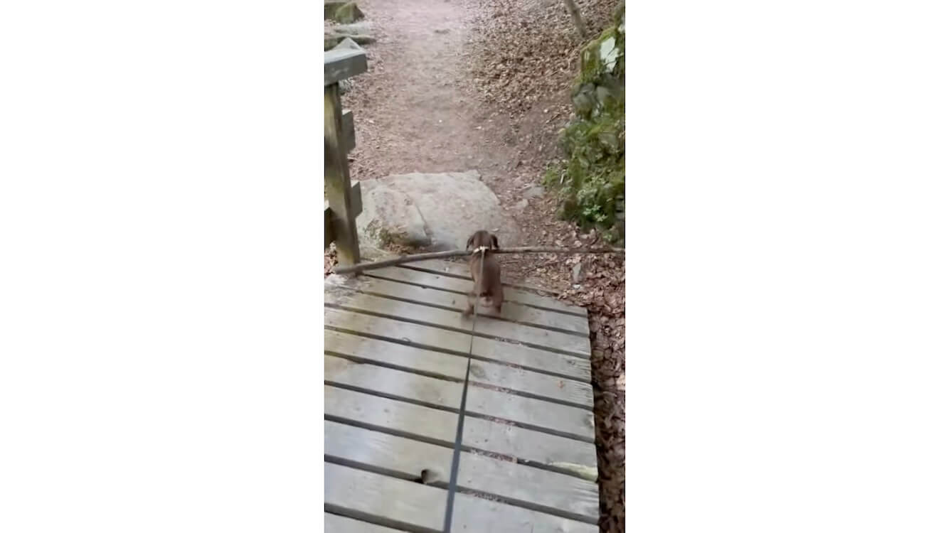 ダックスフンド,動画