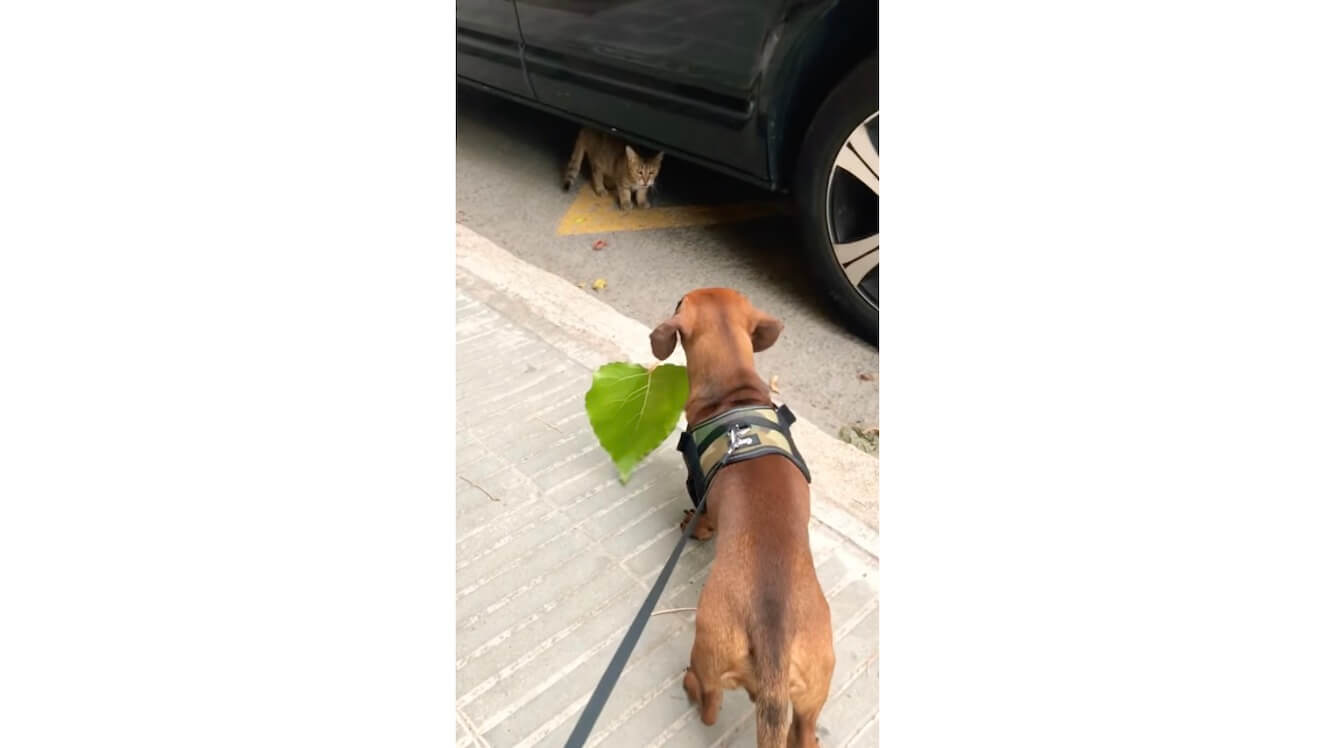 ダックスフンド,動画