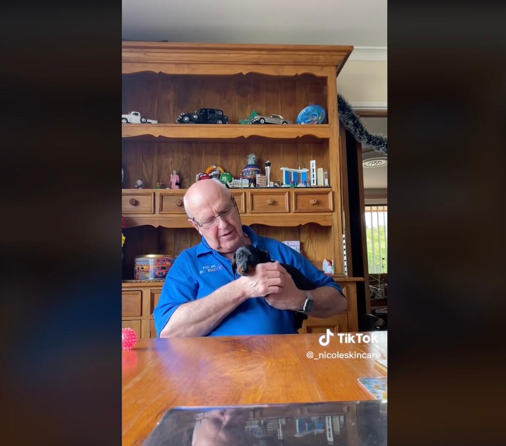 ダックスフンド,動画